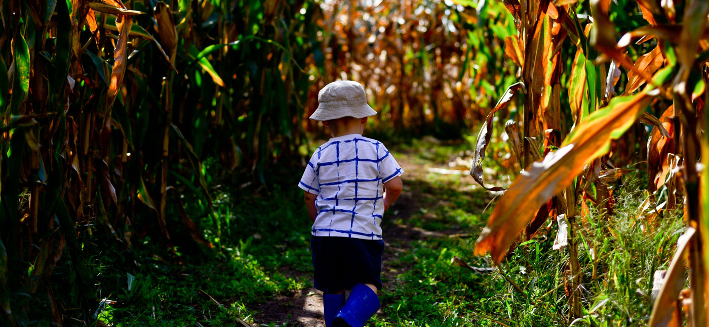child in cornfield